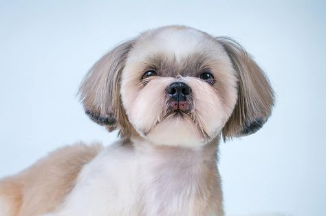 The Teddy Bear Cut: Your Shih Tzu’s Next Adorable Haircut – HairstyleCamp Shih Tzu Teddy Bear Haircut, Dog Haircut, Puppy Haircut, Shih Tzu Haircuts, Teddy Bear Puppies, Teddy Bear Dog, Shih Poo, Puppy Cut, Dog Haircuts