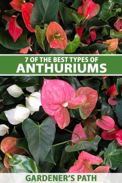 A close up vertical image of anthuriums growing in pots at a plant nursery. To the top and bottom of the frame is green and white printed text. Anthurium Clarinervium Care, Anthurium Pendens, Anthurium Wendlingeri, Anthurium Villenaorum, Orchid Potting Mix, Anthurium Andraeanum, Orchid Fertilizer, Anthurium Plant, Flamingo Flower