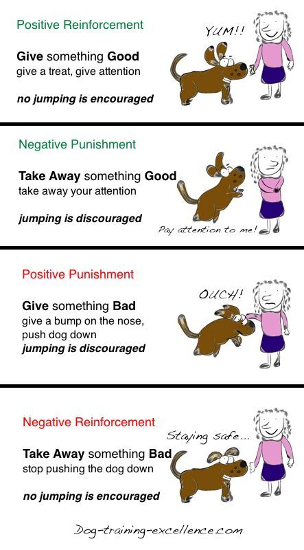 Operant Conditioning, using positive vs. negative dog training methods correctly. Avoid positive punishment and negative reinforcement. Dog Training Hand Signals, Operant Conditioning, Dog Body Language, Dog Behavior Problems, Easiest Dogs To Train, Aggressive Dog, Training Your Puppy, Dog Obedience, Dog Training Obedience