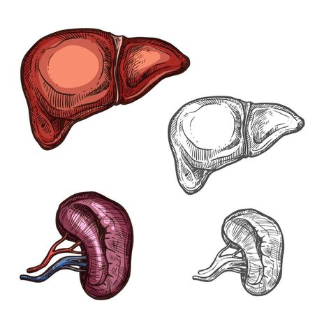 Human organs liver and kidney vector sketch icons Organs Drawing, Liver Drawing, Liver Organ, Human Organs, Sketch Icon, Human Organ, Vector Sketch, Human Anatomy, Vector Art