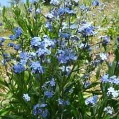 Forget Me Not Flowers Bouquet, Full Shade Flowers, Myosotis Sylvatica, Blue Forget Me Not Flowers, Forget Me Nots Flowers, Forget Me Not Seeds, Flower Garden Plans, American Meadows, Making Plant Pots