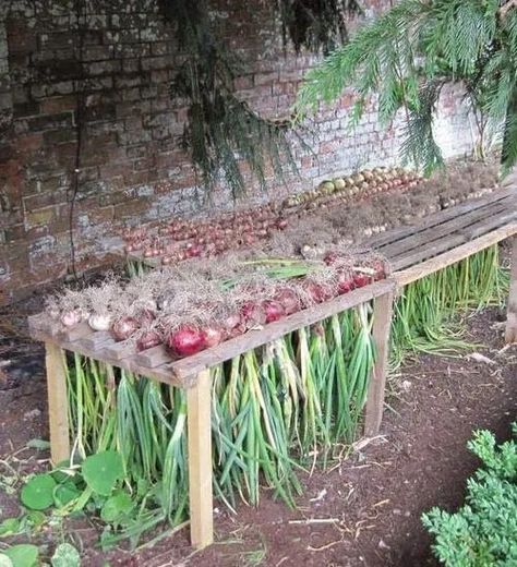 How to Harvest Onions When your onions finish developing Cheap Gardening Ideas, Cheap Gardening, Jardim Diy, Diy Raised Garden, Garden Ideas Cheap, Backyard Vegetable Gardens, Veg Garden, Home Vegetable Garden, Vegetable Garden Design