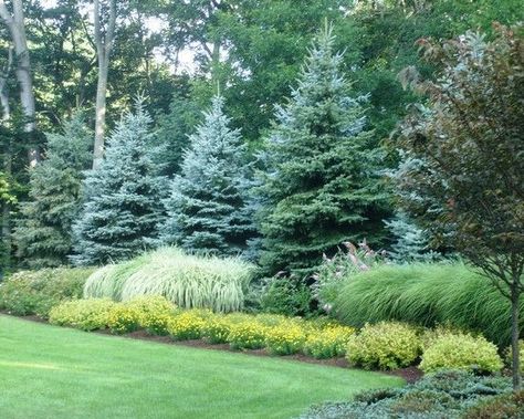 Large Yard Landscaping, Evergreen Landscape, Easy Landscape, Large Backyard Landscaping, Privacy Trees, Landscape Gardening, No Grass Backyard, Landscaping Trees, Trees And Flowers