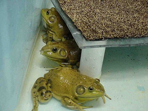 DIY Frog Perch - petdiys.com Diy Frog, Pet Frogs, Grass Carpet, Reptiles Pet, Reptiles And Amphibians, The Platform, Pvc Pipe, Rodents, Amphibians