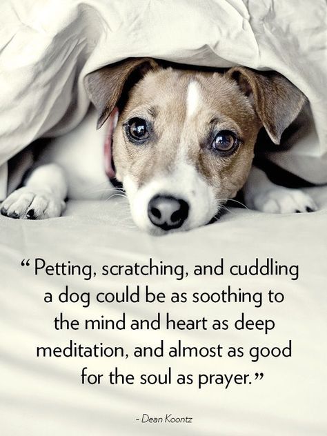 Phteven Dog, Dogs Quotes, Therapy Quotes, Food Dog, Game Mode, Haircut Styles, Deep Meditation, Dog Rules, Life Quotes Love