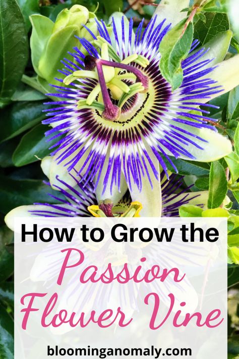 Passion Plant Flower Vines, Growing Passion Flower, Trellis Ideas Garden, Passion Fruit Vine, Passion Flower Plant, Outdoor Trellis Ideas, Passion Flower Vine, Passionfruit Vine, Flowers For Butterflies