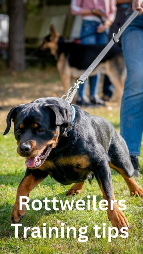 Rottweiler Training Tips, Rottweiler Care, Dog Meals, Rottweiler Temperament, Rottweiler Facts, Rottweiler Training, Dog Shorts, Puppy 101, Rottweiler Lovers