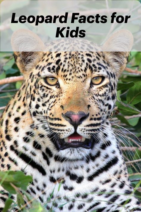 Hey Kids!  Do you want to learn all about leopards? These marvelous animals are in the African big Cats family.    Find out where they live, what they look like, and what they eat by reading eay-to-read fun leopard facts for kids.  #leopardfactsforkids #leopardfacts #africancats #bigcats #africananimals #leopardfactsforpreschool Big Cats Preschool Activities, Mary Slessor, Leopard Craft, Leopard Facts, Weird Animal Facts, Animal Facts Interesting, Animal Facts For Kids, Cheetah Party, Big Cat Family