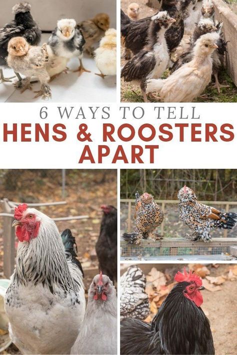 Rooster Vs Hen, Chickens For Beginners, Bantam Chicken Breeds, Chicken Raising, Poultry Farming, Chicken Care, Bantam Chickens, Egg Laying Chickens, Chicken Pen