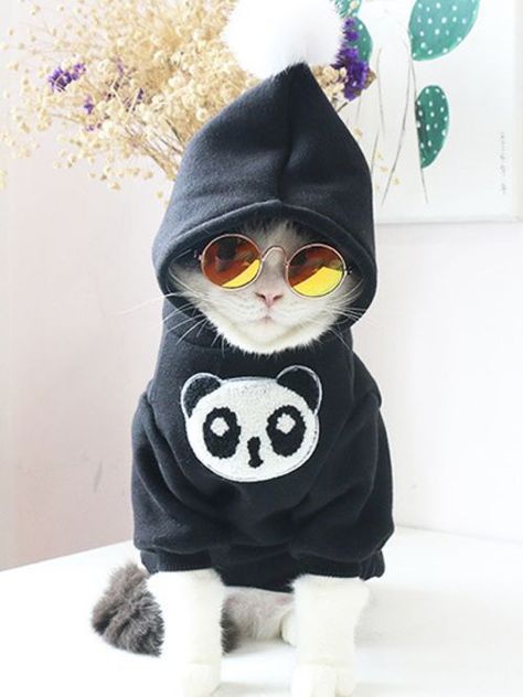 Cat Sunglasses, Söt Katt, Cat Fashion, Pet Day, Wearing Sunglasses, Cat Costumes, Pet Cat, Cat Clothes, Halloween Cat