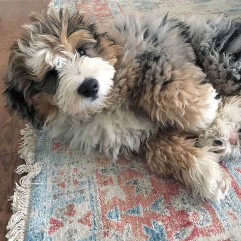 Jul 16, 2020 - A hypoallergenic dog and looking like a cute stuffed animal, what else makes the Australian Labradoodle different from all the other doodles? Australian Labradoodle Puppies, Shaggy Dog, Bernedoodle Puppy, Australian Labradoodle, Labradoodle Puppy, Puppies And Kitties, Doodle Dog, Cute Dogs And Puppies, Labradoodle