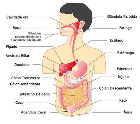 Sistema Digestivo Digestive System Parts, Digestive System Diagram, Parotid Gland, Human Digestive System, Small Intestine, Digestion Process, Healthy Digestive System, Bad Food, Organic Health