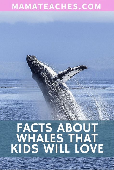 Whale Activities For Preschool, Whale Activities For Kindergarten, Whale Activities For Kids, Whale Activities, Whale Facts For Preschool, Whale Symbolism, Whale Facts For Kids, Dolphin Facts For Kids, Blue Whale Infographic