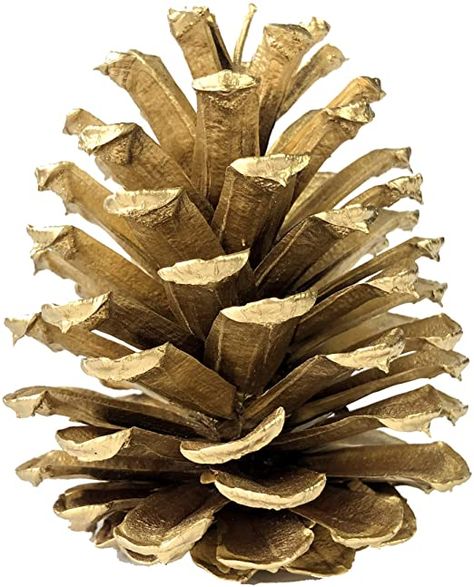 Redolent Home Gold Pine Cones - (10) 2.5" to 4” Tall Bulk Package Premium, Gold Pinecones, and Perfect for Holiday Crafting and Christmas Accent Decor. Wreaths, Vase Filler, or Ornaments Gold Pinecones, White Pine Cone, Harry And David, Mini Pine Cones, Christmas Pine Cones, Christmas Accents, Pinecone Ornaments, Vase Fillers, Bowl Fillers