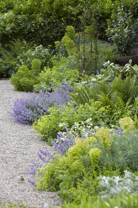 Gardening 101: Lady’s Mantle Mediterranean Garden Design, Alchemilla Mollis, Shade Garden Design, Ferns Garden, Lady's Mantle, Landscaping Diy, Gravel Path, Gravel Garden, Cottage Garden Design