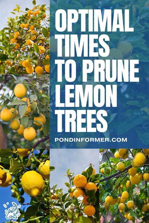 Timing is crucial for pruning lemon trees to achieve a productive garden. Prune in early spring and late summer for healthy growth and abundant fruit. Check out our expert advice on the best techniques for lemon tree pruning.

#LemonTreePruning #GardeningTips #Pruning #GardenMaintenance #Gardening #TreeCareGuide #PlantCareGuide #OptimalPruning #LemonTree #Lemon #PruneLemonTree #PruningLemon #PruningCare #TreeCare #Prune #PondInformer Prune Lemon Tree, When To Prune Roses, Pruning Roses, Meyer Lemon Tree, Productive Garden, Lemon Trees, Pond Filters, Floating Plants, Tree Pruning