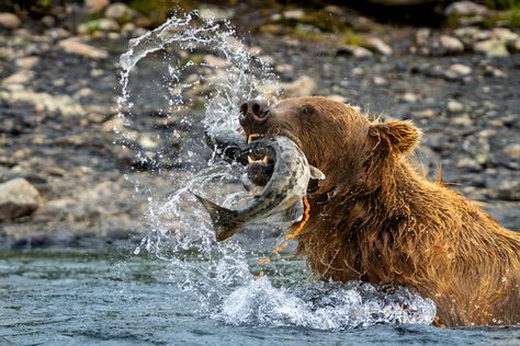 McNeil River Bear Viewing Salmon Eggs Bear Eating Fish, Bear Catching Fish, Bear Catching Salmon, Bear Fishing, Green Jumper, Salmon Eggs, Salmon Roe, Red Salmon, Bear Hunting