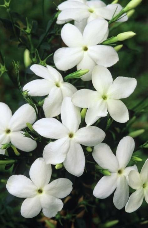 Common Jasmine, Jasmine Plant, Sweet Fragrance, Hydrangea Paniculata, Covered Garden, Jasmine Flower, Clotted Cream, Attract Butterflies, Free Plants