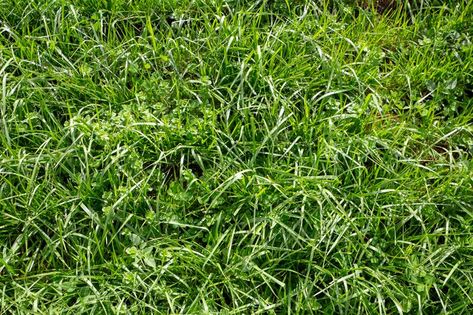 10 Drought-Resistant Grasses for Low-Maintenance Lawns Drought Resistant Grass, Lawn Grass Types, Tall Fescue Grass, Centipede Grass, Grass Types, Blue Oat Grass, Lawn Repair, Fescue Grass, Tall Fescue