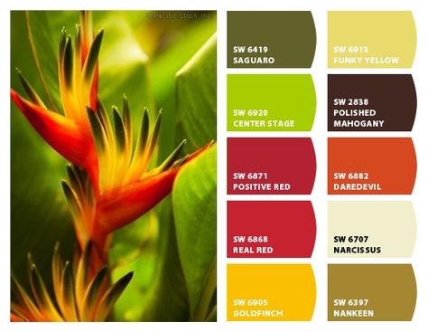 Paradise Color Palette, Heliconia Flower, Paint Color Combos, Hawaiian Gardens, Colours That Go Together, Paint Color Schemes, Paint Color Palettes, Fall Color Palette, Design Seeds