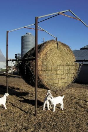 FARM SHOW - Simple Hay Rack For Goats Goat Hay Feeder, Cattle Feeder, Shop Hacks, Farming Tractors, Goat Feeder, Farming Tips, Hay Rack, Goat Shelter, Farm Hacks