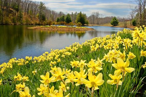 sunny-daffodil-bill-wakeley Daffodils Poem, William Wordsworth, Landscape Art Prints, Art Pics, Landscape Photography Nature, Most Beautiful Flowers, Interesting Stuff, Landscape Prints, Walking In Nature