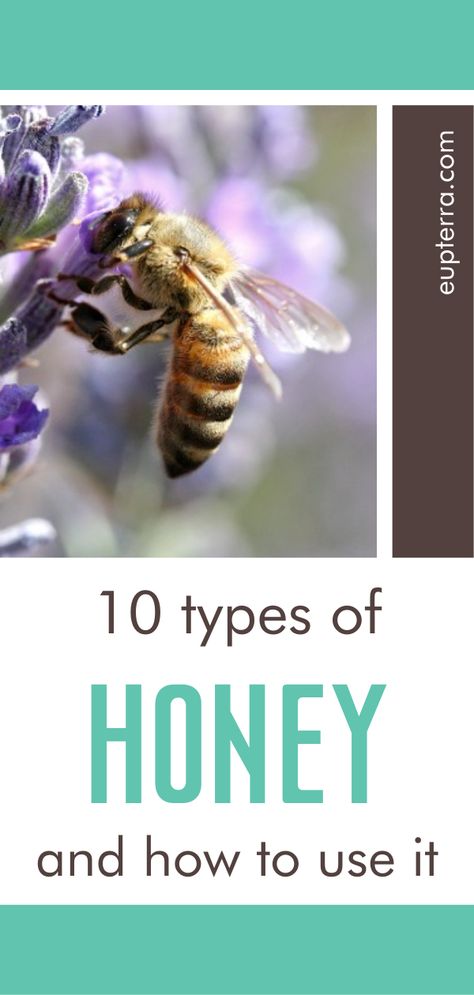 Did you know that some honey you buy in the store isn't even honey at all? Read here about 10 different types of REAL honey and how to use them. Hint: it's more than just to sweeten your tea! Check it out! Uses For Honey, Fall Wellness, Honey Facts, Honey Uses, Homestead Style, Types Of Honey, Mediterranean Ritual, Real Honey, Homesteading Ideas