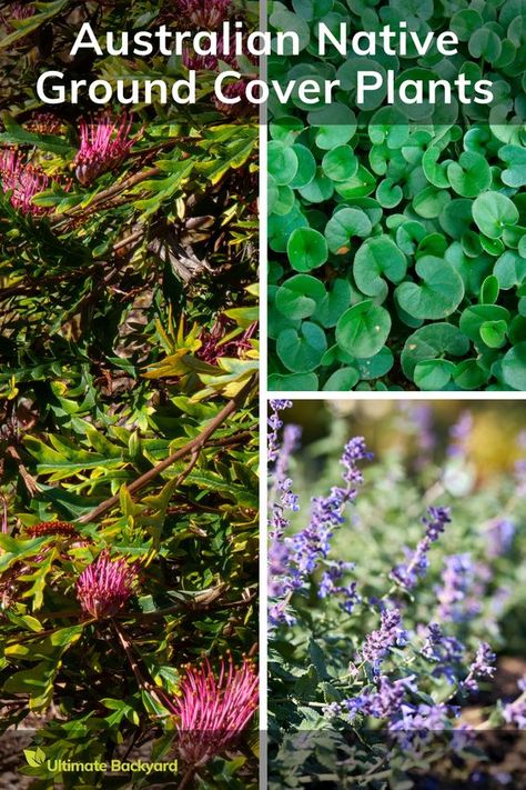 Discover the vibrant world of Australian native ground cover plants with this engaging article. It provides an extensive list of 15 native varieties, each accompanied by vivid pictures and detailed descriptions. Perfect for gardeners seeking low-maintenance options, this piece covers diverse species like Grevillea 'Poorinda Royal Mantle', Dichondra repens 'Kidneyweed', and Ajuga australis 'Austral Bugle'. Australian Ground Cover Plants, Grevillea Ground Cover, Australian Native Ground Cover, Dichondra Repens, Native Ground Cover, Best Ground Cover Plants, Plants That Like Shade, Australian Garden Design, Plants That Attract Butterflies