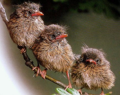 .baby robins   cute babies                                            By coral.hen4800 michael (flickr) Baby Robin, Robin Bird, Kinds Of Birds, Baby Bird, Backyard Birds, Pretty Birds, Bird Photo, Bird Garden, Little Birds