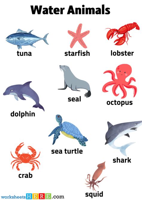 Animals That Live In Water, Land And Water Animals Worksheet, Water Animals Worksheets For Kids, Aquatic Animals Pictures, Animals Live In Water, Animals Name With Picture, Air Animals, Animals Name List, Everyday Speech