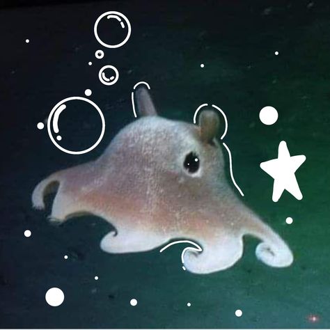 Flapjack Octopus, Cool Sea Creatures, Dumbo Octopus, Beauty And Grace, Cute Octopus, Beautiful Sea Creatures, Water Animals, Cute Shark, Aquatic Animals