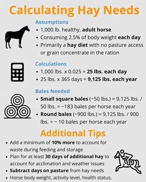 Hay Diet, Horse Farm Ideas, Horse Hay, Horseback Riding Tips, Equine Care, Paddock Paradise, Horse Care Tips, Horse Info, Hay Feeder