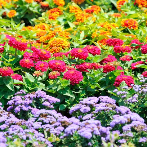 lacking firepower. Flowers include yellow marigolds, blue salvia and dwarf white dahlia. Marigolds are also good in the vegetable garden. Find out why.  custom-tracking = Annual Flower Beds Design, Annual Flower Beds, Drought Tolerant Annuals, Plant Beds, Blue Salvia, Full Sun Flowers, Zinnia Garden, Front Flower Beds, White Dahlia