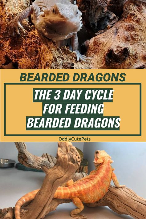 Bearded Dragon Food Schedule, Bearded Dragon Food Chart, Bearded Dragon Schedule, Bearded Dragon Eating Schedule, Bearded Dragon Feeding Schedule, Bearded Dragon Feeding, Diy Bearded Dragon Enclosure, Bearded Dragon Terrarium Ideas, Lizard Habitat