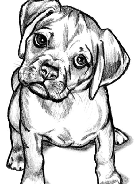 Puggle - Artistic Red Puggle Puppies, Puggle Dogs, Colorful Hairstyles, Puppy Drawing, Puppy Art, Dog Sketch, Animal Sketches, Dog Tattoos, Dog Drawing