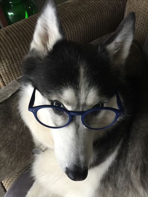 Husky With Glasses, Husky Brown, Baby Huskies, Wolf Husky, Husky Pics, Dog With Glasses, Cute Husky, Dog Icon, A Husky