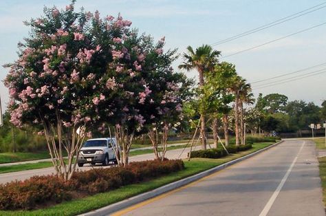 Road Median Landscape Design, Median Landscaping, Road Landscape Design, Neighborhood Landscaping, Street Scape, Streetscape Design, Landscape Architecture Plan, Landscape Design Ideas, Dubai Holidays