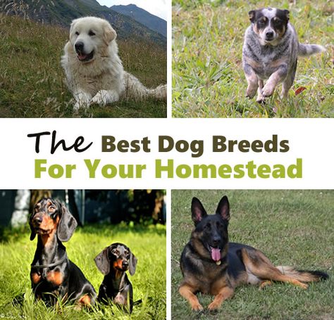 Livestock Dog Breeds, Farm Dogs Breeds, Best Farm Dogs, Homestead Lifestyle, Livestock Guardian Dog, Livestock Guardian, Homestead Ideas, Animal Ideas, Farm Dogs