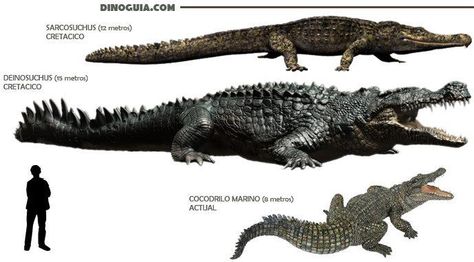 Crocodiles from the past Crocodile Species, Mesozoic Era, Prehistoric Dinosaurs, Rocks And Fossils, Beast Creature, Prehistoric World, Ancient Animals, Paleo Art, Extinct Animals