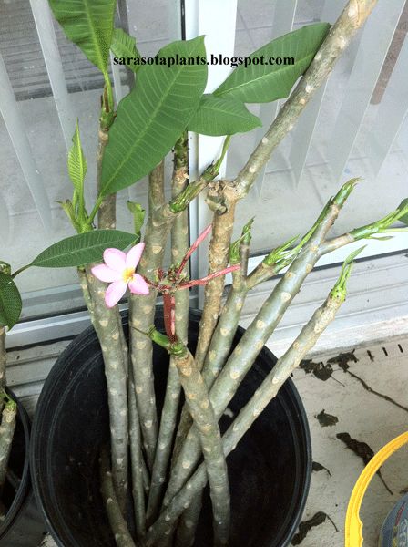 Welcome to my world of growing rare and unusual Tropical Plants: Growing and Propagating Plumeria Frangipani Propagating Plumeria, Plumeria Care, Plumeria Tree, Hawaiian Plants, Planting For Kids, Florida Landscaping, Perennial Bulbs, Large Flower Pots, Plants Growing