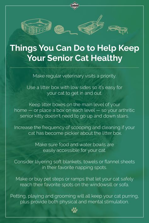 Cat Cpr, Senior Cat Care, Pet Recipes, Cat Medicine, Witch Board, Cat Ages, Cat Health Care, Cat Things, Older Cats