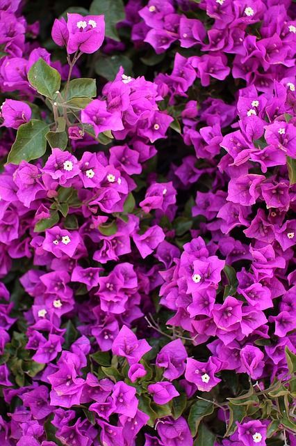 Bougainvillea, Tropical Garden, Types Of Flowers, Tropical Flowers, Floral Arrangement, Plant Life, Love Flowers, My Flower, Pretty Flowers