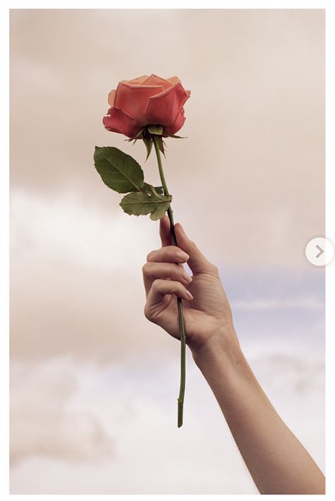 Hand Holding Rose Reference, Holding A Rose Reference, Hand Holding Flower Reference, A Rose Aesthetic, Holding Rose Pose, Drawtober 2023, Hand And Flower, Hand With Rose, My Burberry Blush