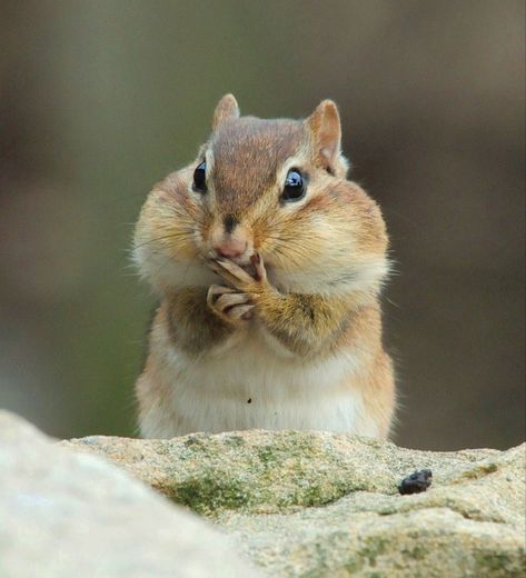 Squirell Cute, Cute Squirell, Chipmunk Cute, Cute Chipmunk, Baby Chipmunk, Squirrel Pictures, Cute Squirrel, Pretty Animals, Silly Animals