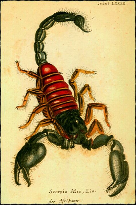 Scorpio Scorpion Halloween, Scorpio Astrology, Scorpio Art, Scorpion Tattoo, Arthropods, Scientific Illustration, Arachnids, Astrology Zodiac, Vintage Pictures