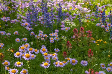 Idaho Wildflowers, Craters Of The Moon, Be Dangerous, Sun Valley, Field Guide, Automotive Repair, Wyoming, Bird Feeders, Idaho