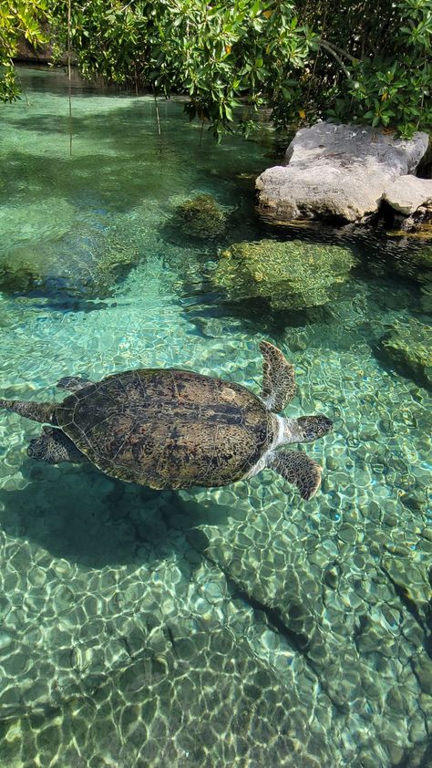 The marine and land life in Xcaret is truly unforgettable. 🙌🏼 Mexico Aesthetic Cancun, Xcaret Park, Xcaret Mexico, Warm Vacation, Mexico Trip, Diy Crafts For Teens, Vacation Locations, Id Photo, Need A Vacation