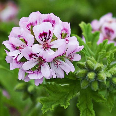 Adrenal Cortex, Potted Geraniums, Herb Art, Lotus Garden, Rose Geranium Essential Oil, Natural Body Lotion, Aromatherapy Products, Essential Oils Health, Hanging Flower Baskets