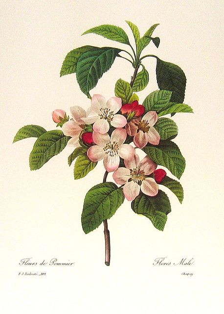 Illustration Botanique Vintage, Botanisk Illustration, Botanical Flowers Print, Apple Flowers, Apple Blossoms, Flowers Illustration, Illustration Blume, Botanical Illustration Vintage, Illustration Botanique