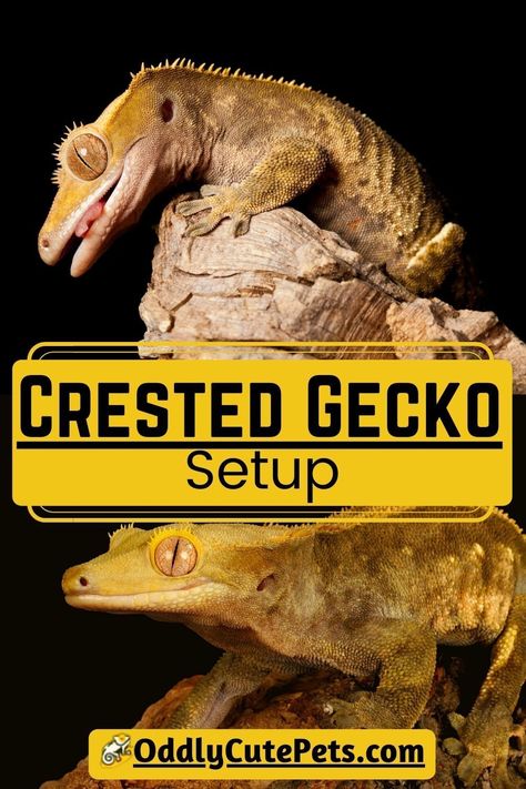 Diy Crested Gecko Hide, Gecko Setup, Crested Gecko Terrarium, Crested Gecko Habitat, Gecko Cage, Crested Gecko Care, Gecko Habitat, Cypress Mulch, Gecko Terrarium